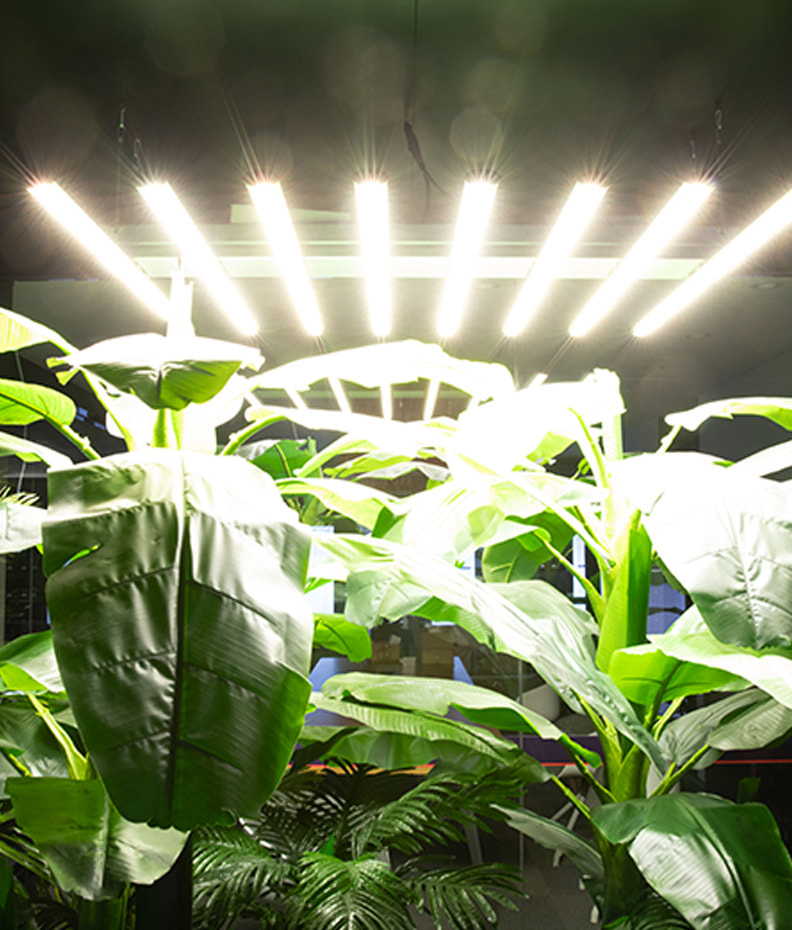 LED Newlights Harvest Lamp