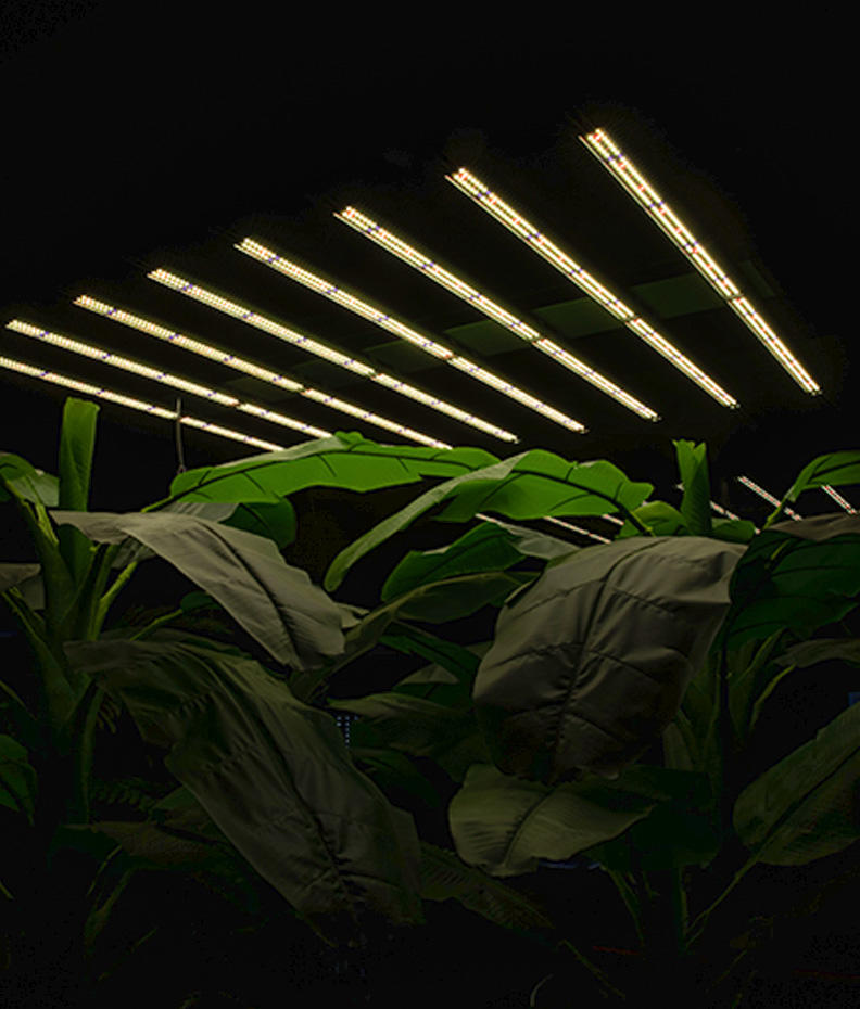LED Newlights Harvest Lamp