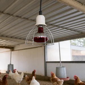 Unlit red R125 incandescent reflector lamp installed base-up in guarded indoor poultry equipment