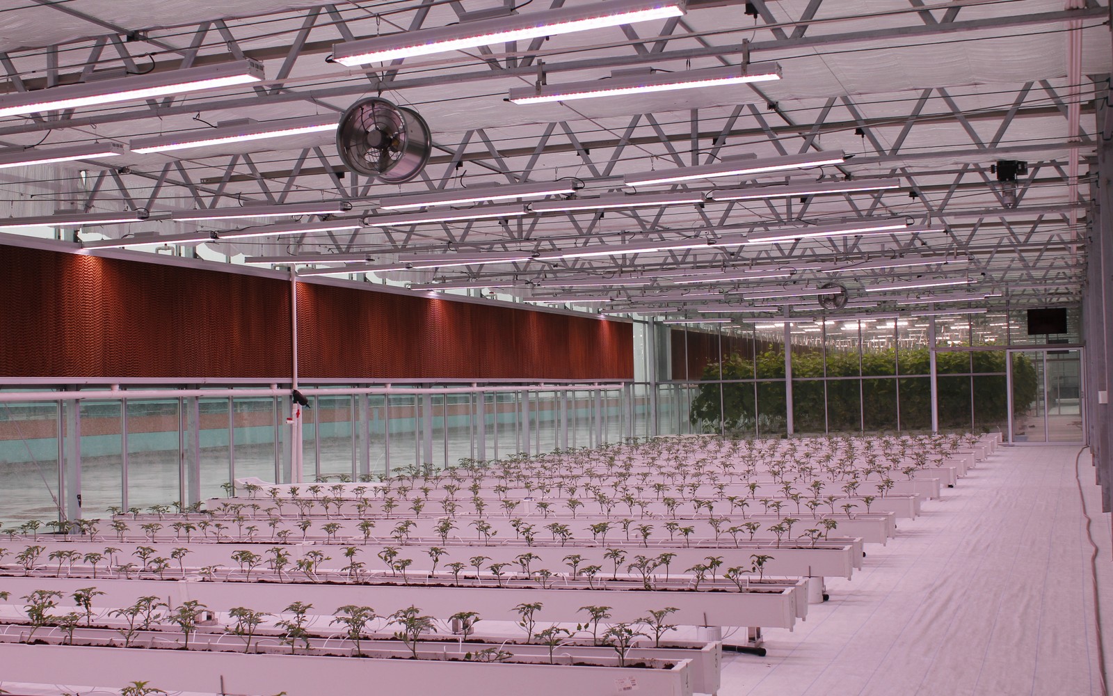 Rows of plants under suspended New Lights grow lights in a greenhouse