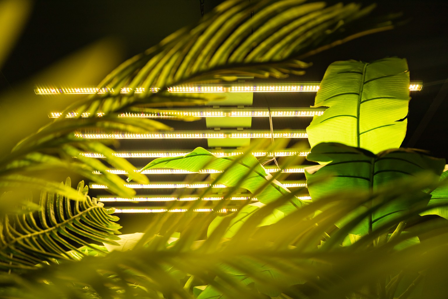 New Lights linear horticultural fixtures operating above a plant canopy